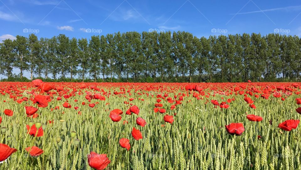 Poppy fields, Sweden.