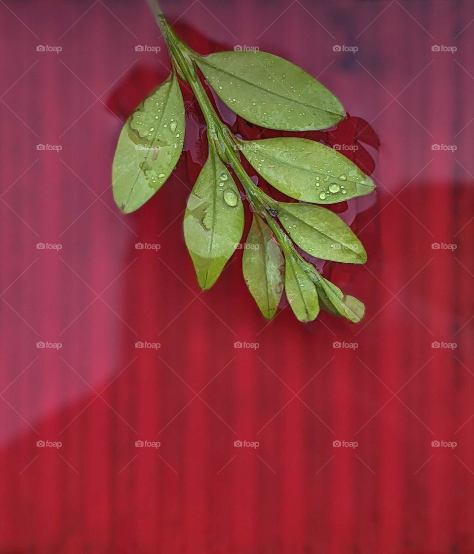 boxwood on a red background