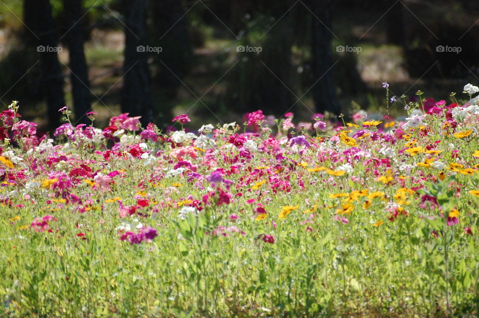 wildflowers