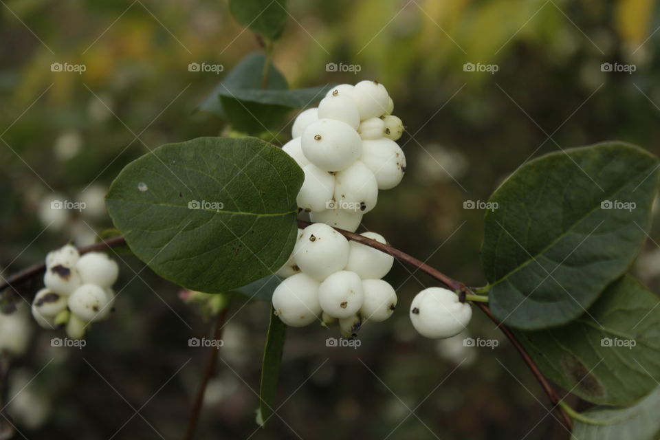 Decorative Bush with white berries.