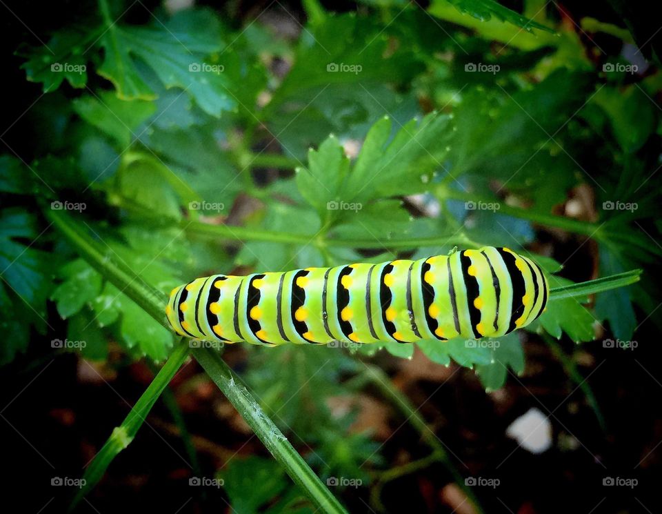 Swallow tail butterfly caterpillar-symmetry 
