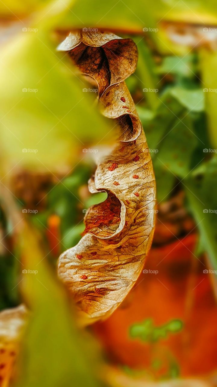 Dry fern leaf with spores.