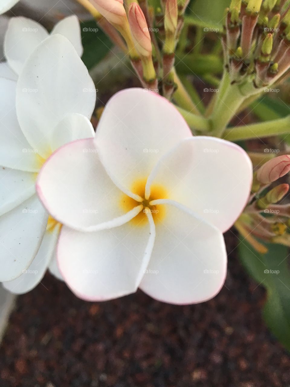 Beautiful flowers 