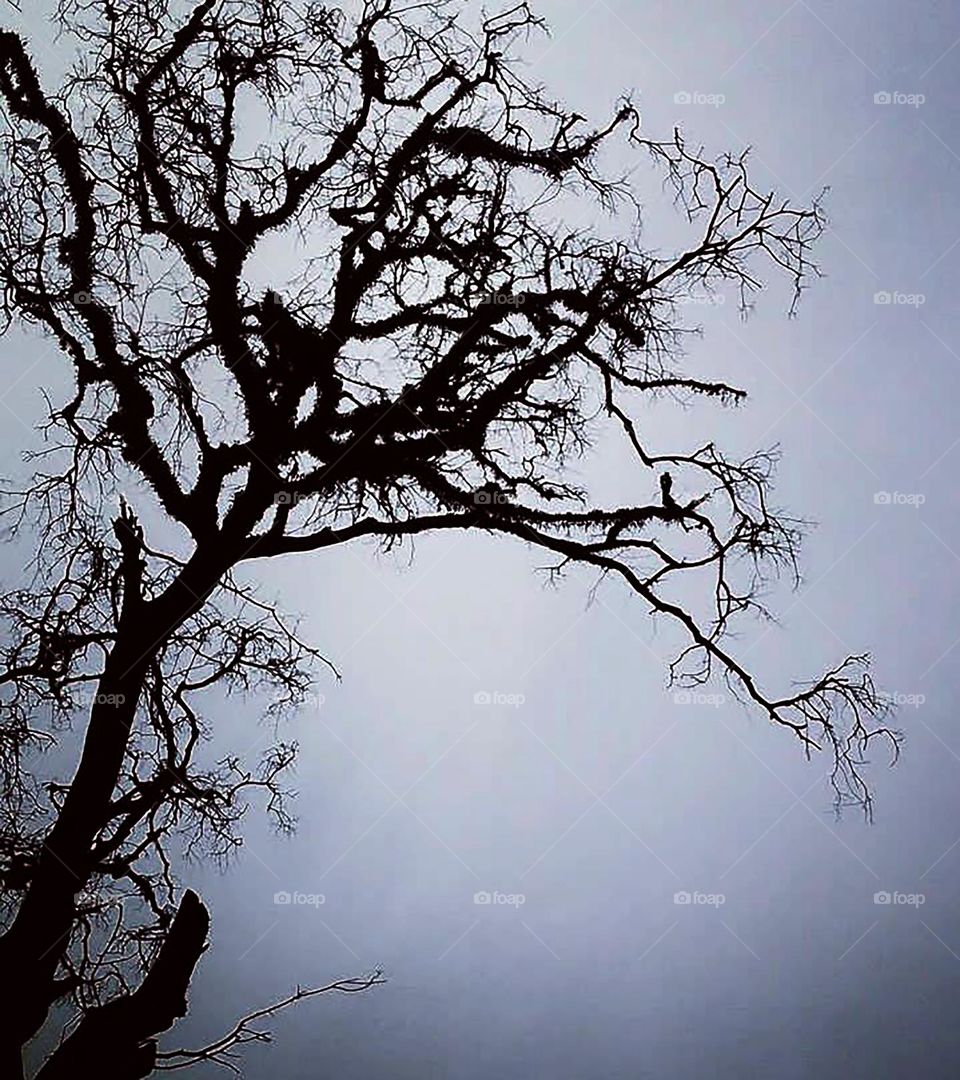 silhouette photo of dry tree due to summer