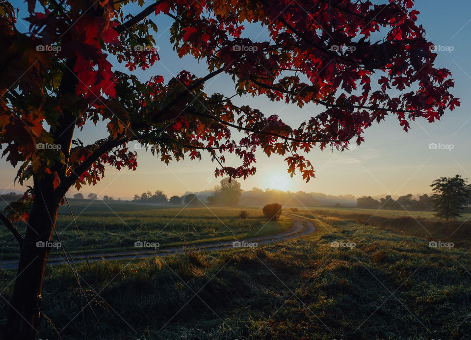 Red leaves tree