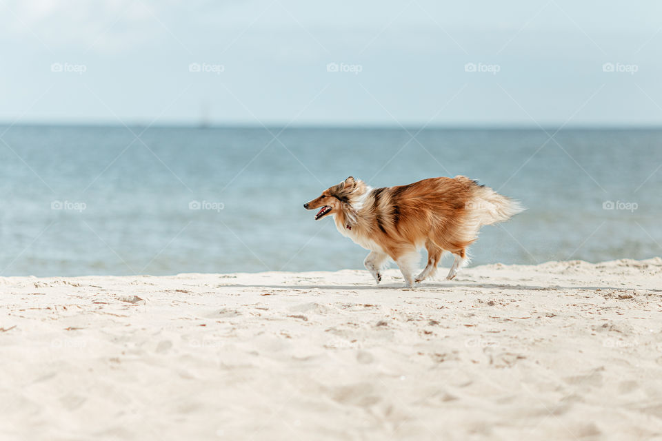 Dog run on the beach