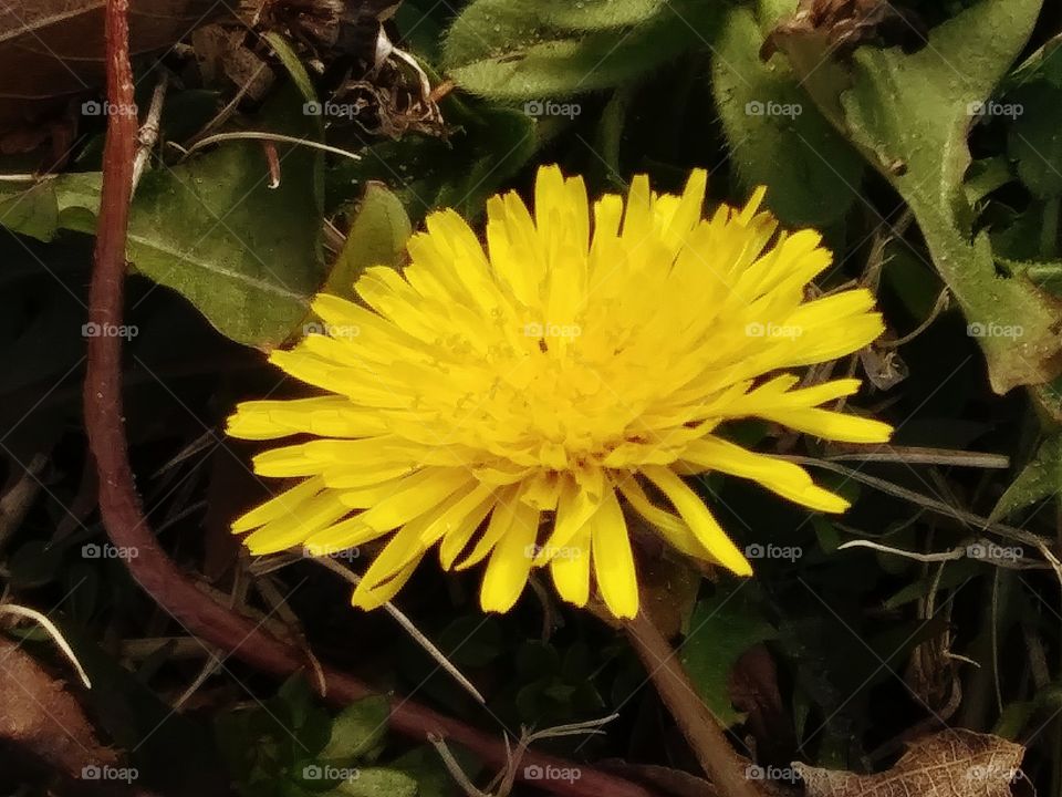 dandelion in bloom
