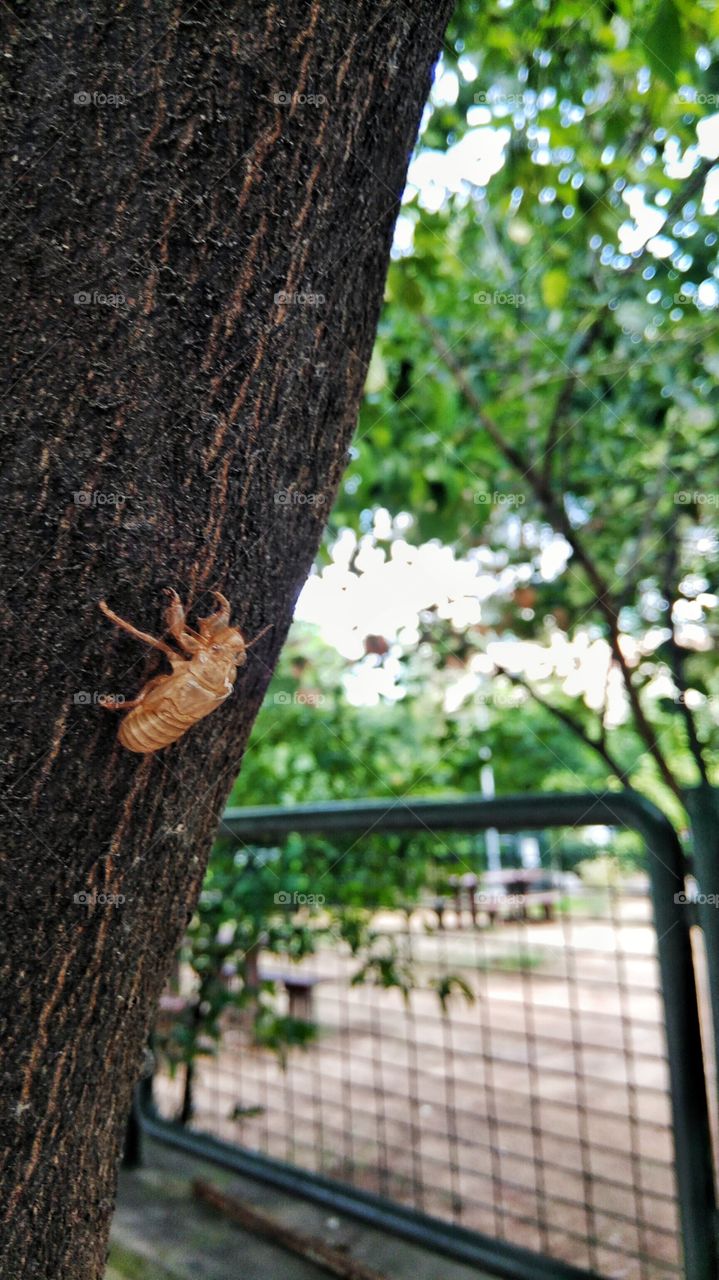 The shedded skin of a cicada near a park in Athens
