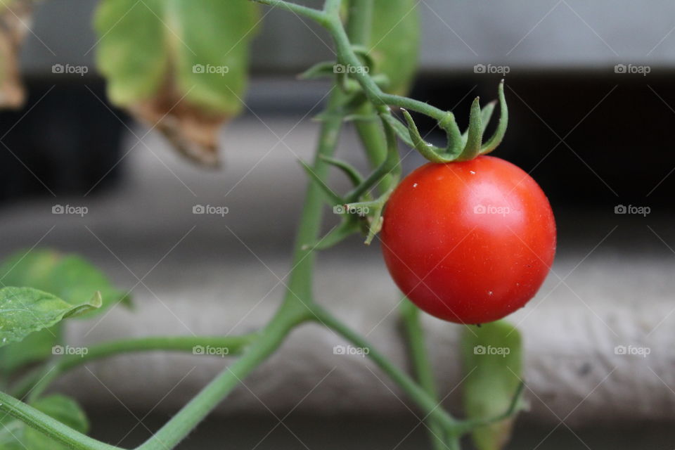Tomato of the day
