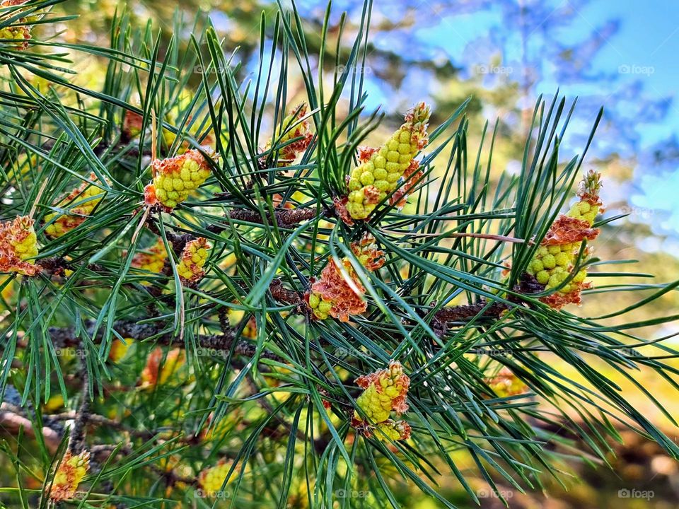 Close up of young little cones growing on the coniferous pine tree branch with green needles 