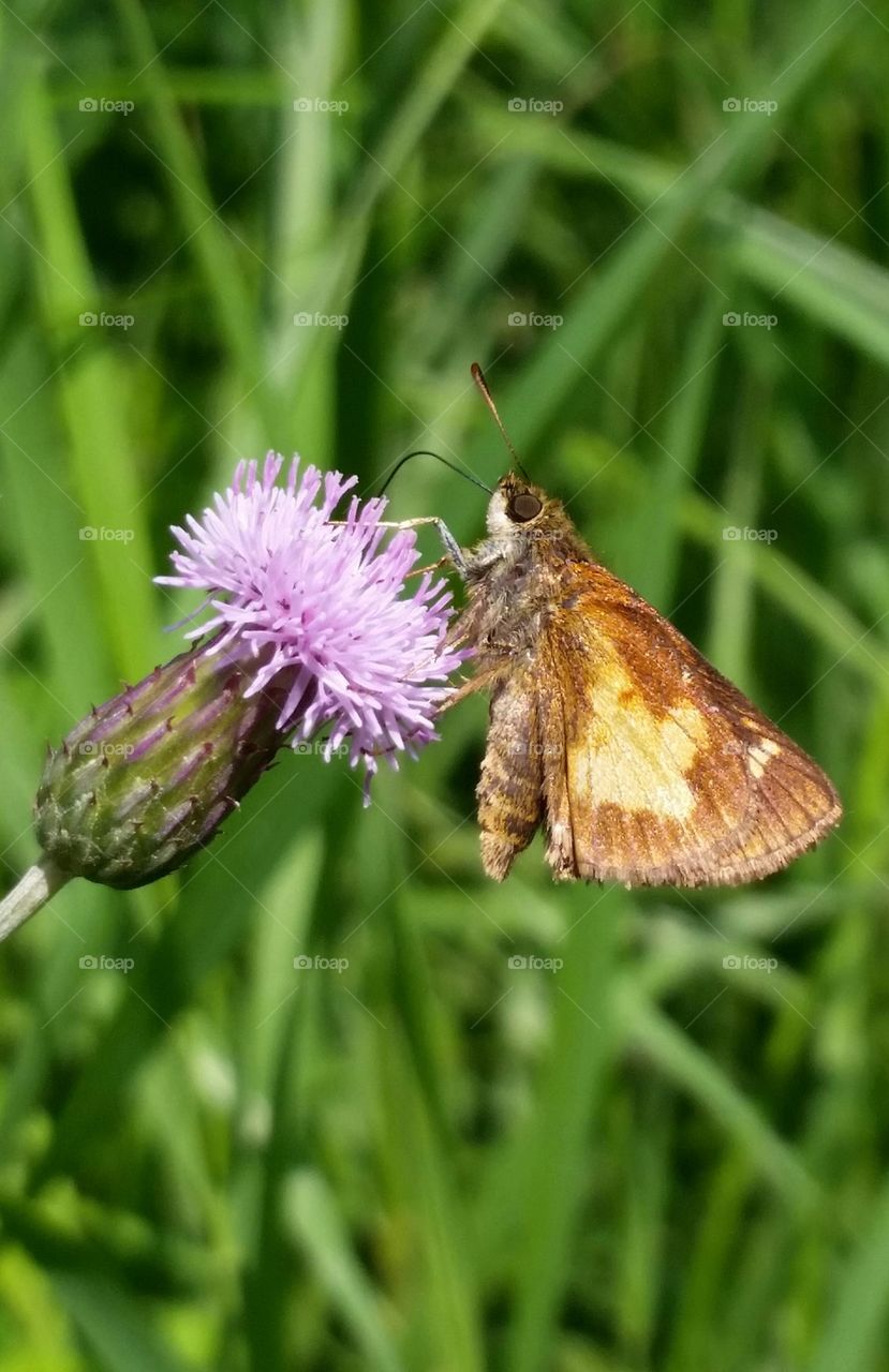 Simple Summer Beauty