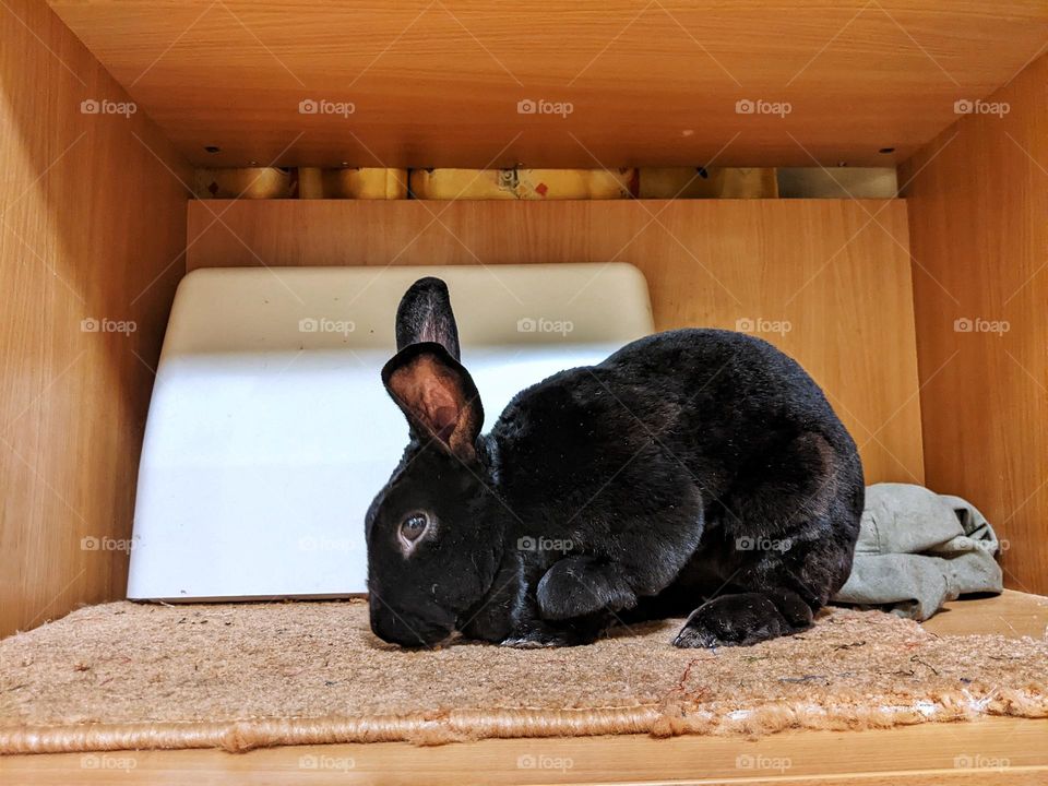 Rex domestic rabbit