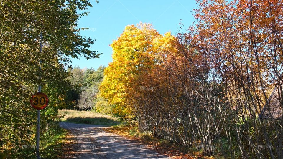 Out door fall trees