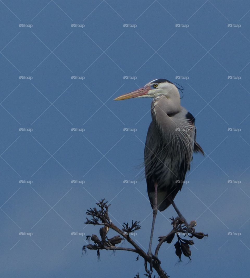 Egret balanced stance