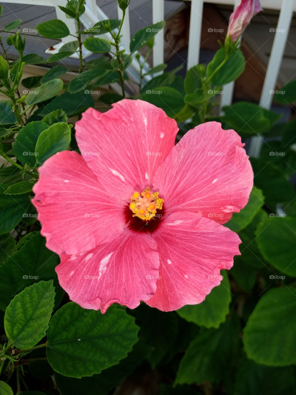 hibiscus bloom