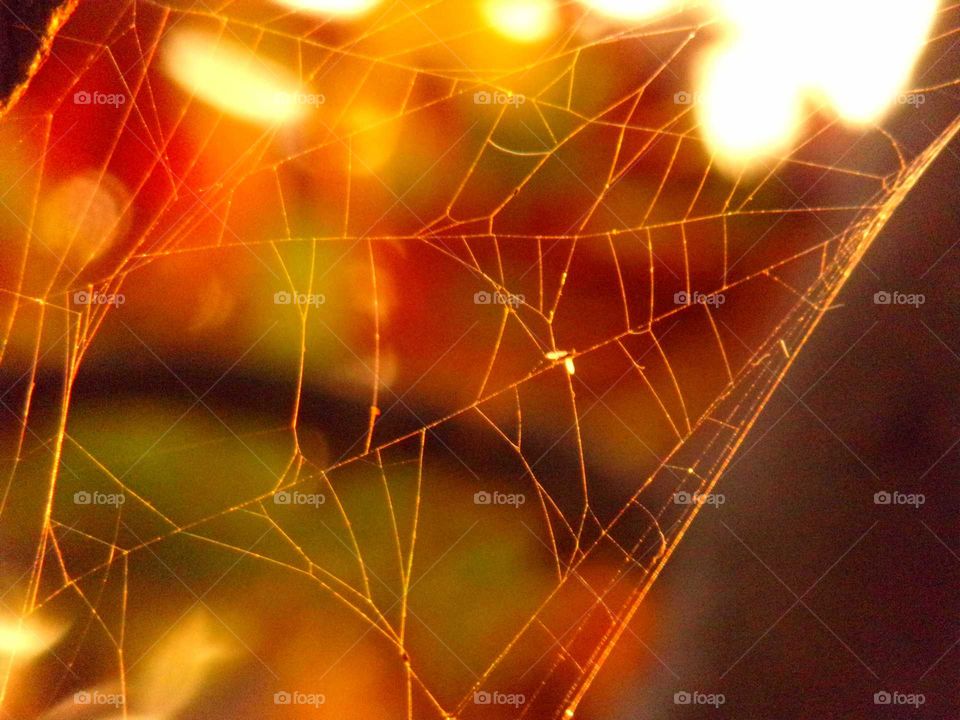 Spinnennetz im Sonnenuntergang