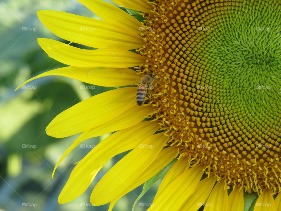 Sunflower with bee and high details on flower