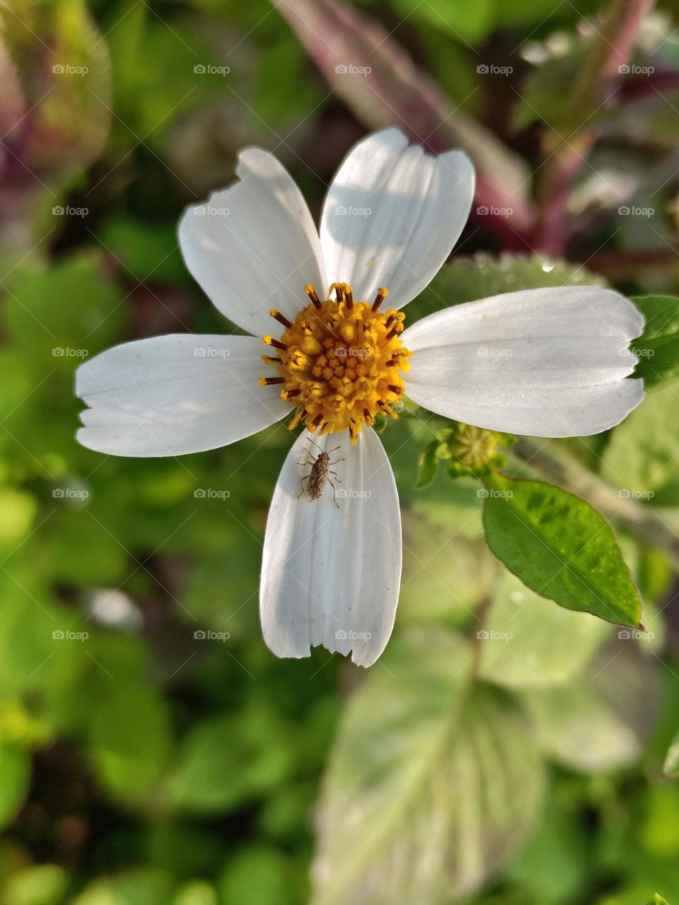 Pilose Beggarticks & Liorhyssus hyalinus