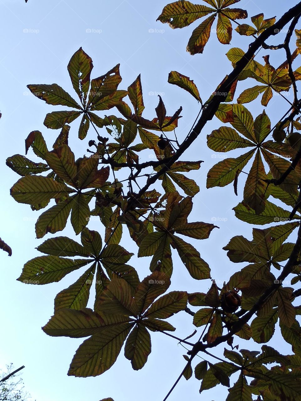 Chestnut leaves