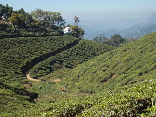tea garden