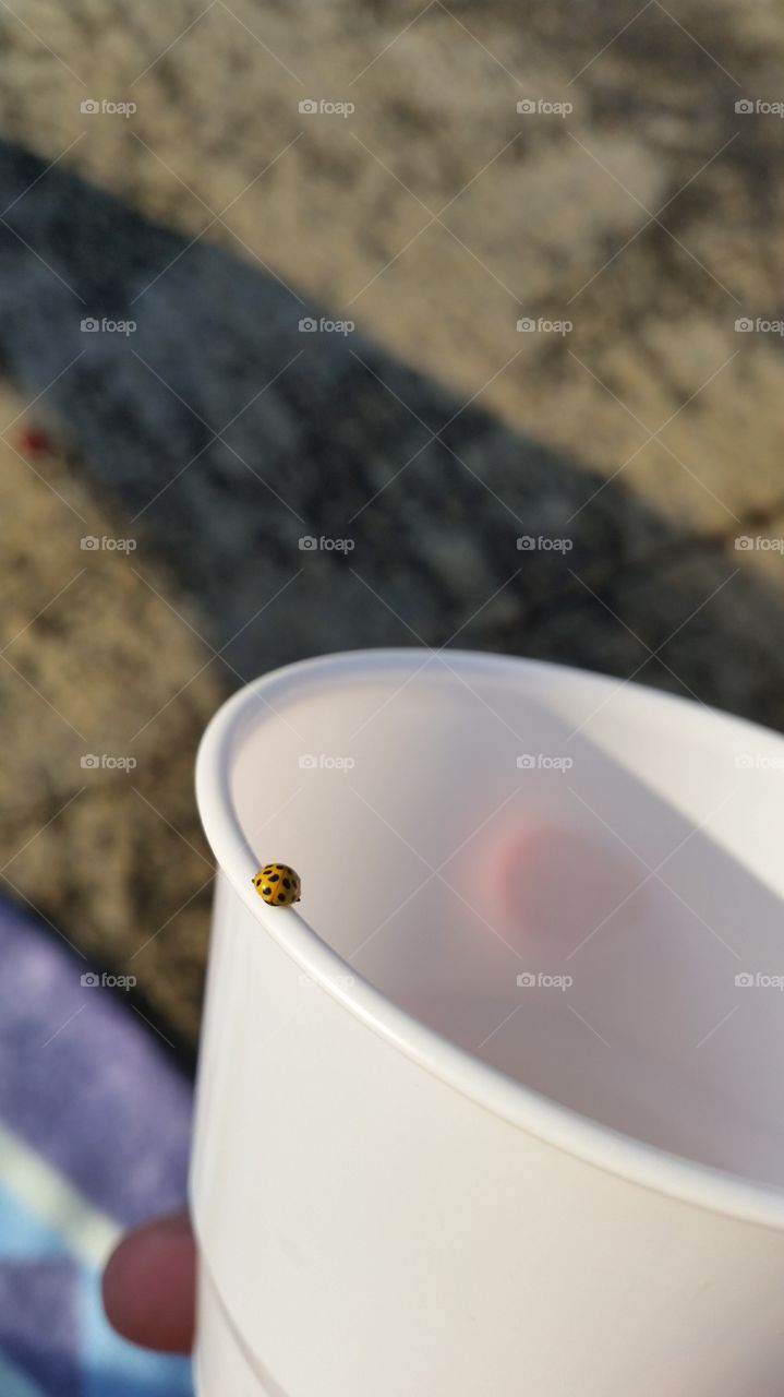 Ladybug in focus