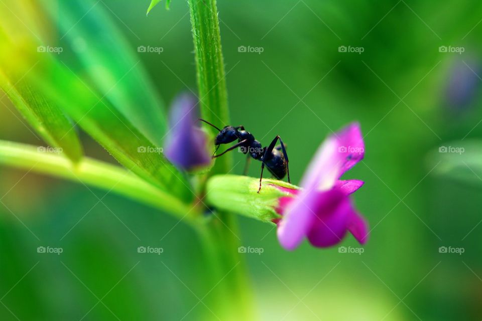 macro of ant eating wildflower