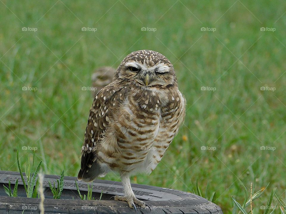 owl