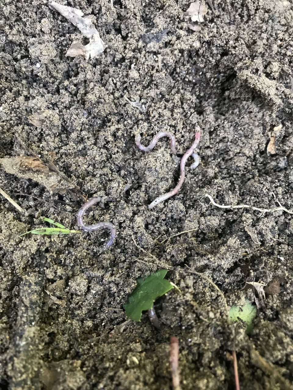 Earth worm party
