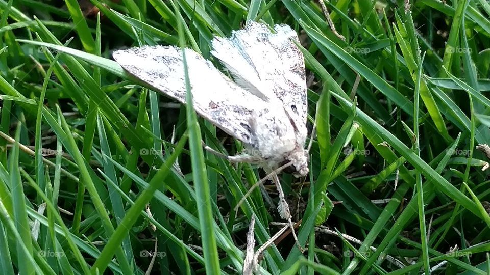 Grass, Nature, Flora, Leaf, Season