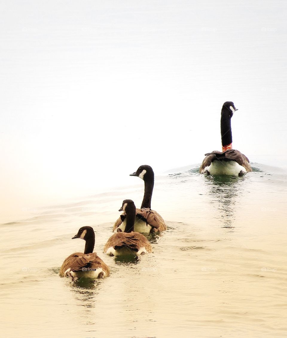  Canada Geese Boucherville Québec 