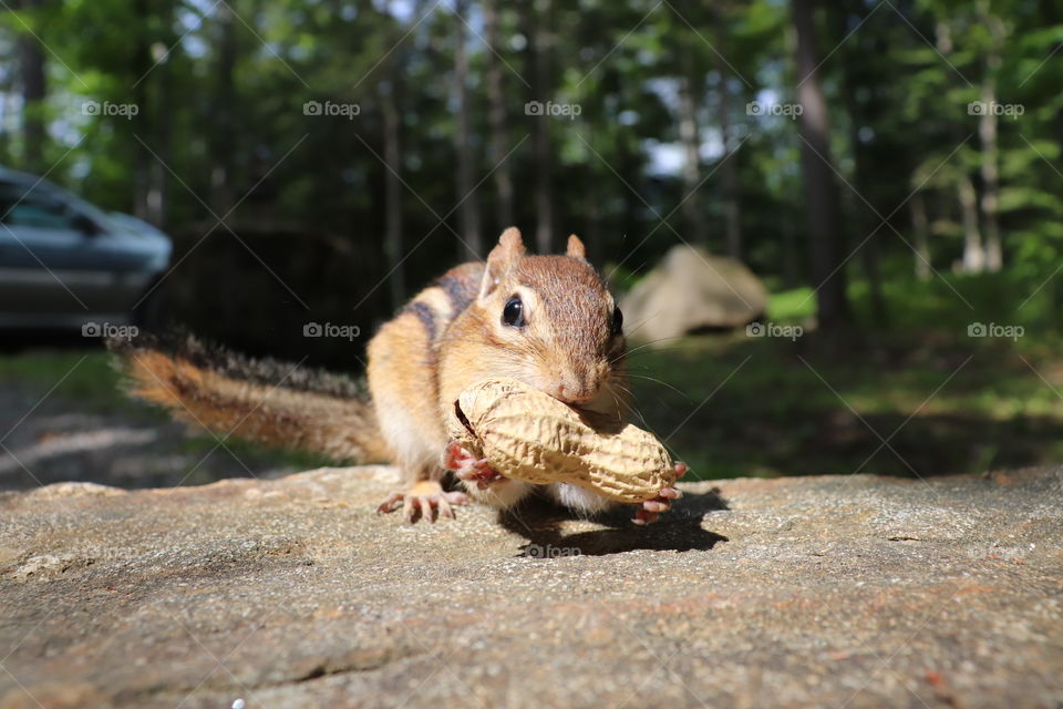 Wild life in the moment. An adorable chipmunk with his bribed for a photo! How cute 