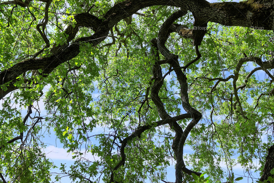 Oak canopy