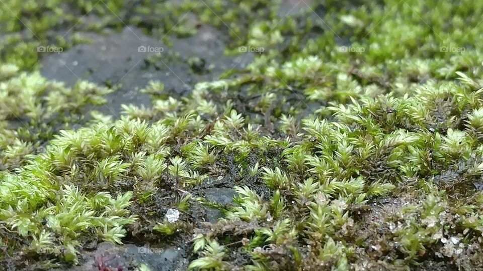 Flora, Nature, Moss, Environment, Closeup