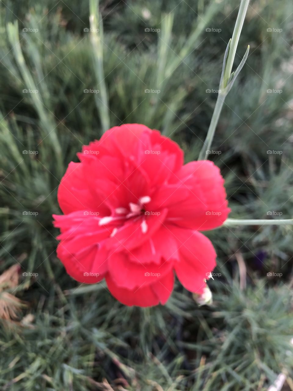 A close up of Dianthus ‘David’ blooming it’s beauty red flowers again. -Ladscape gardening can be wonderful too