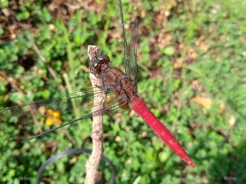 Dragonfly with grey eyes, brown body and red tail.