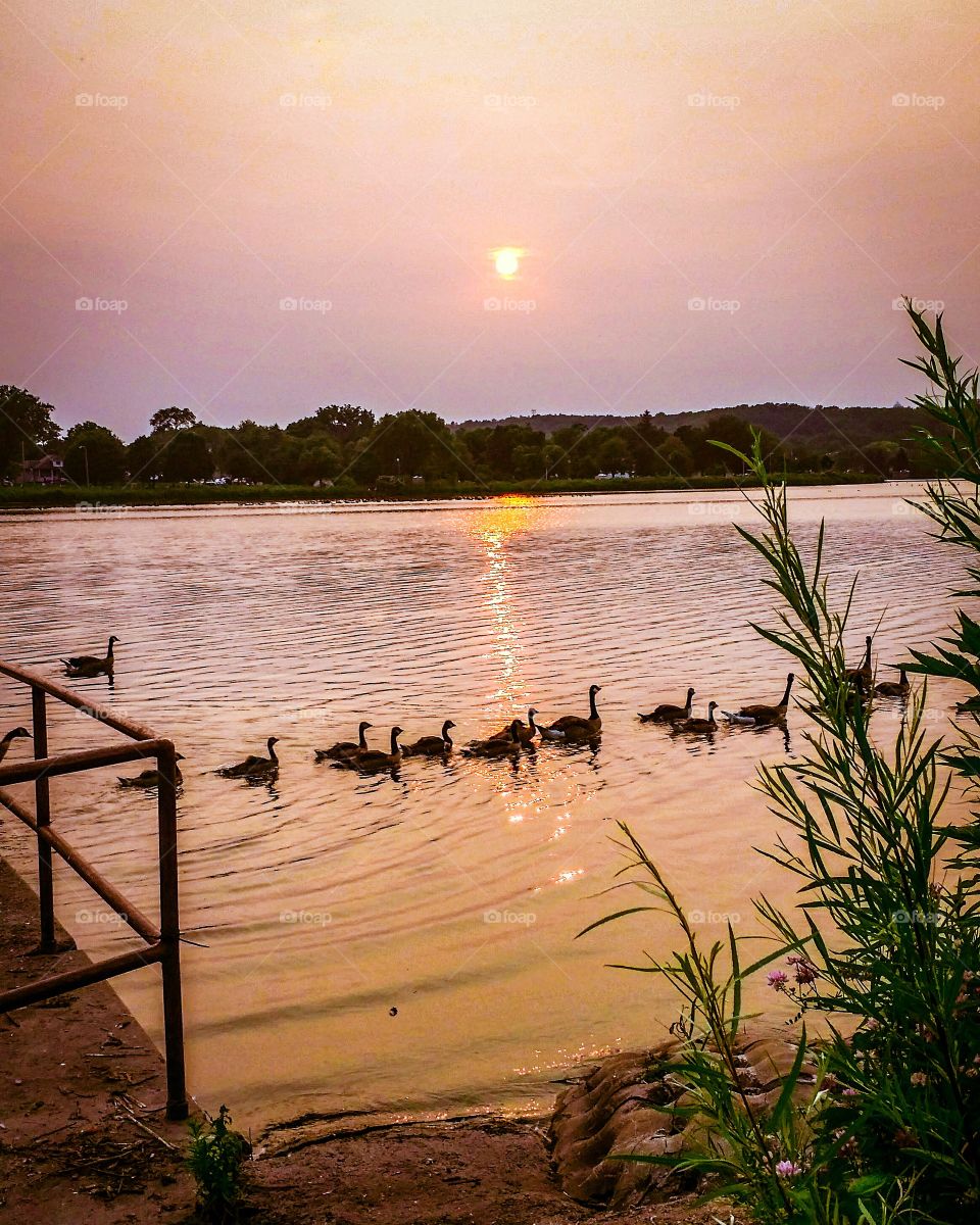 Lake Sunset with ducks