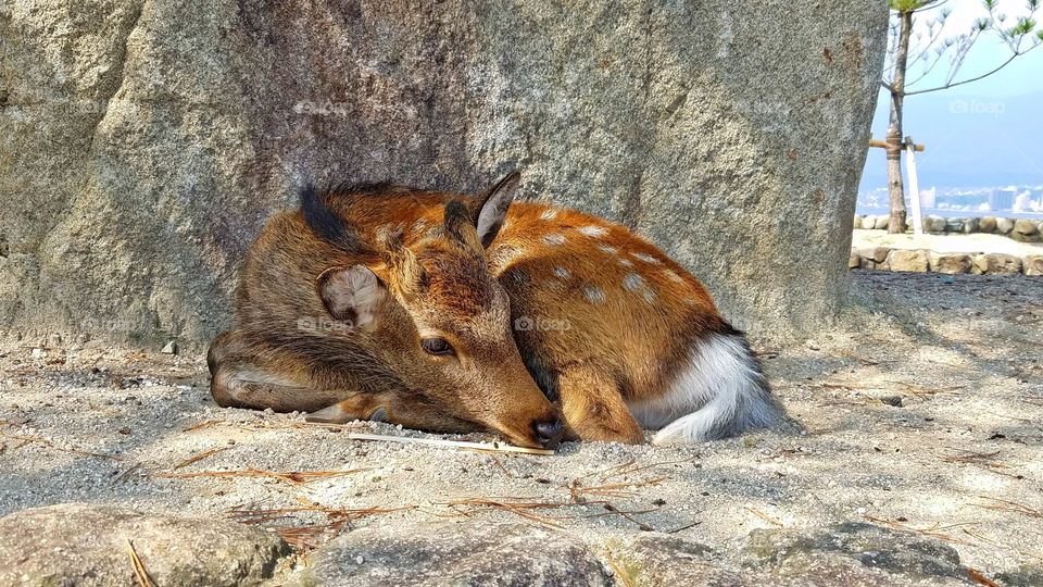 Resting wild deer