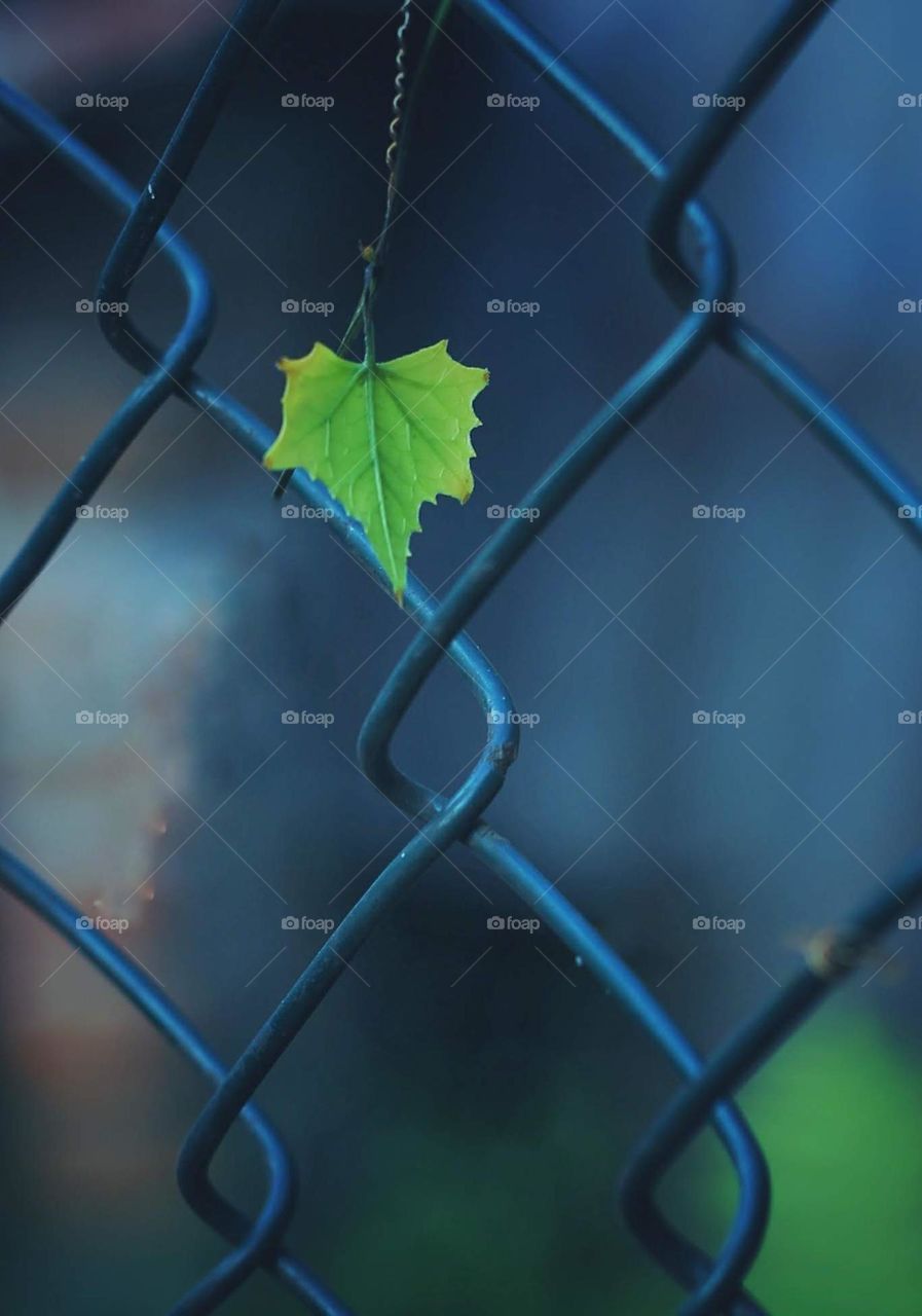 Artificial and natural