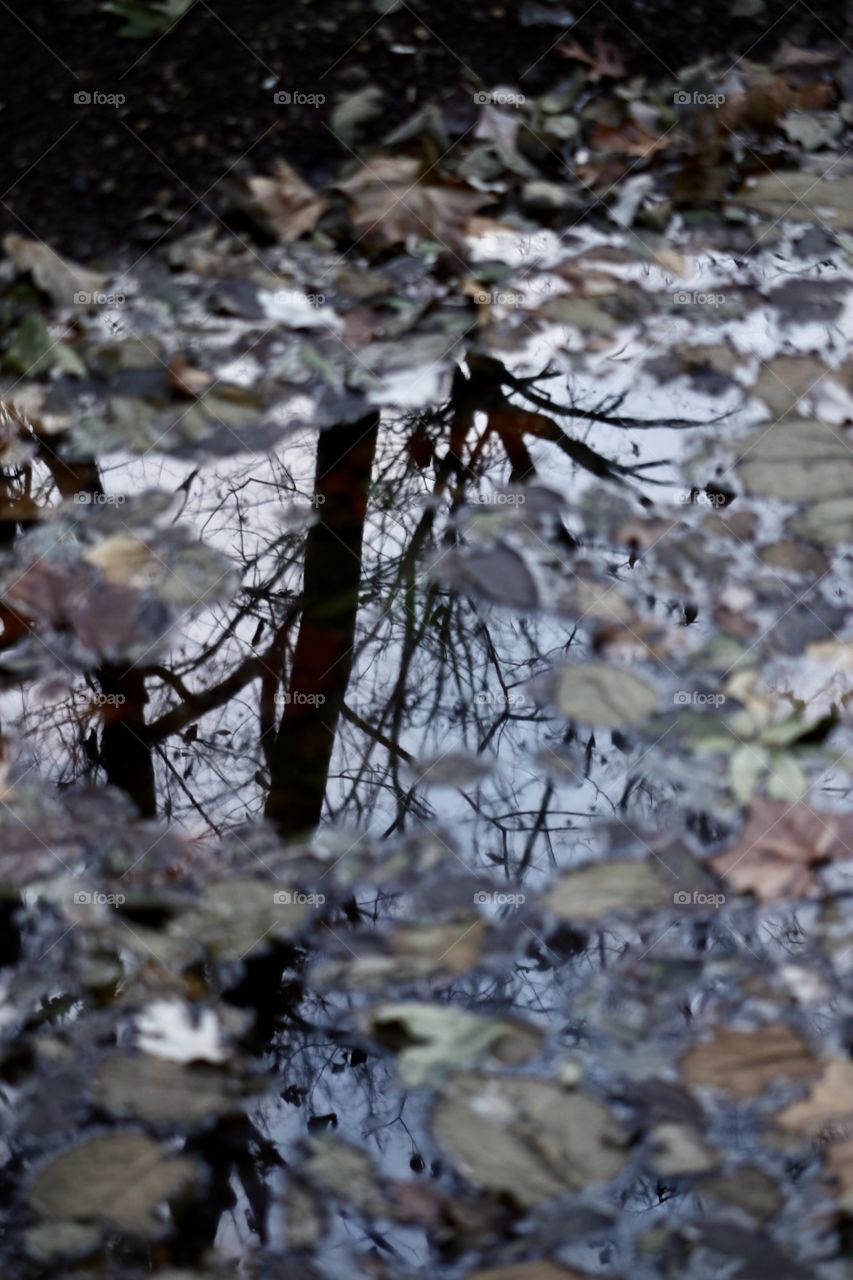 Reflections of water with floating autumn leaves.