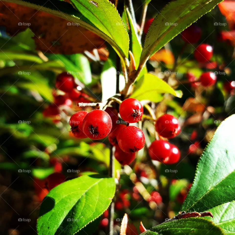 macro berry