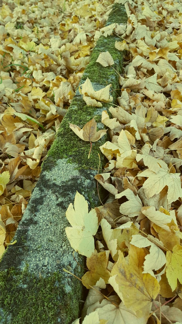 Yellow leaves on the ground