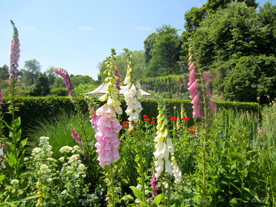 Bell flowers