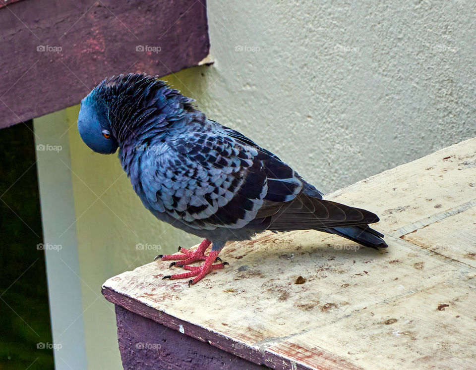 Bird photography - Dove - Perching