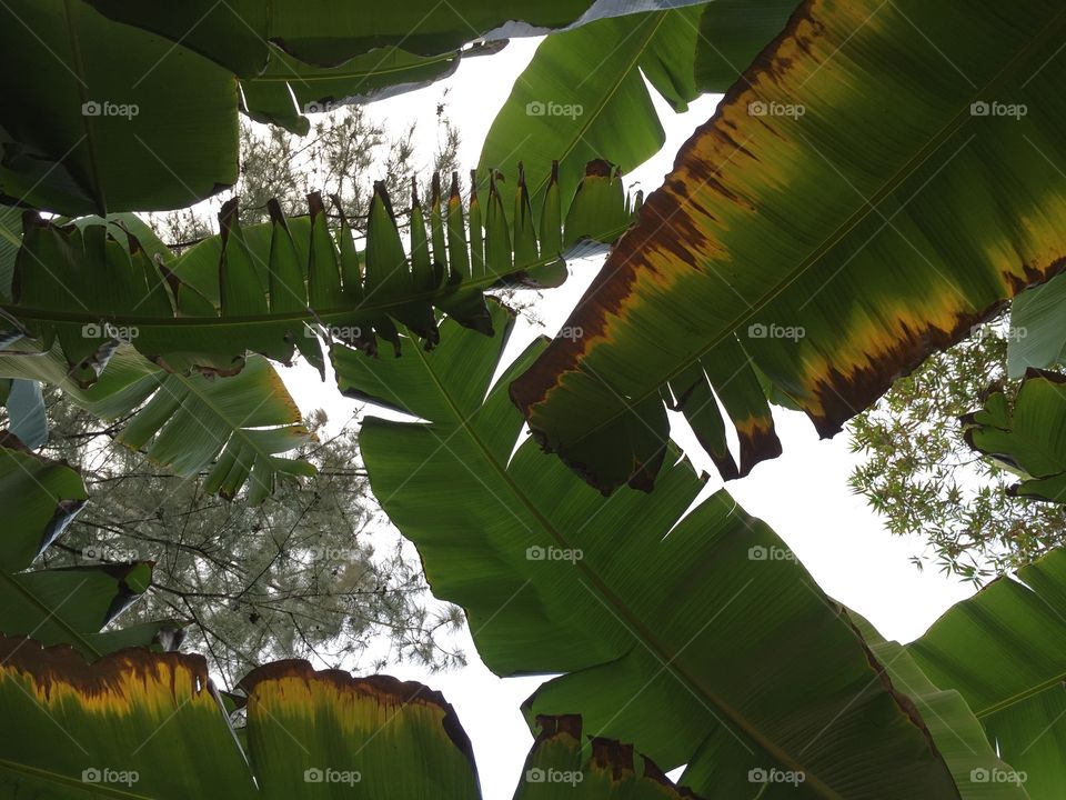 Tropical View