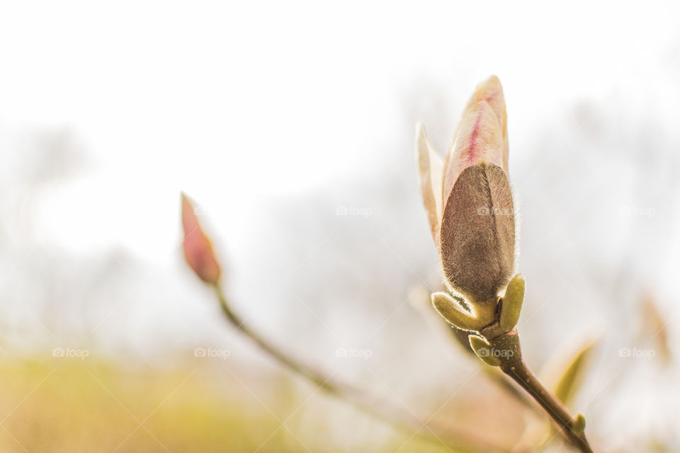 Magnolia buds on the tree