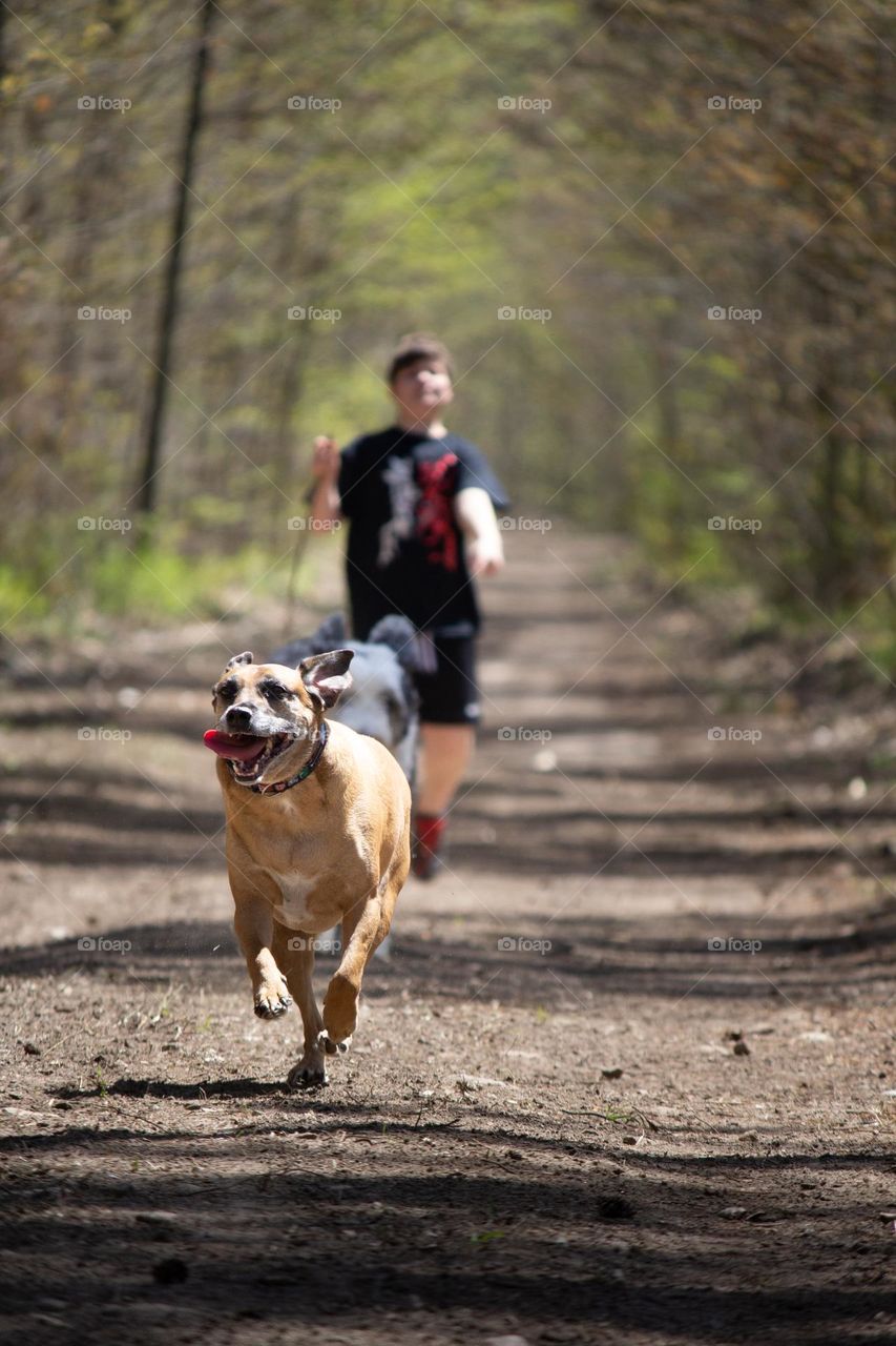 Person wearing black shirt and shorts taking the dogs for a walk in the woods on a trail.