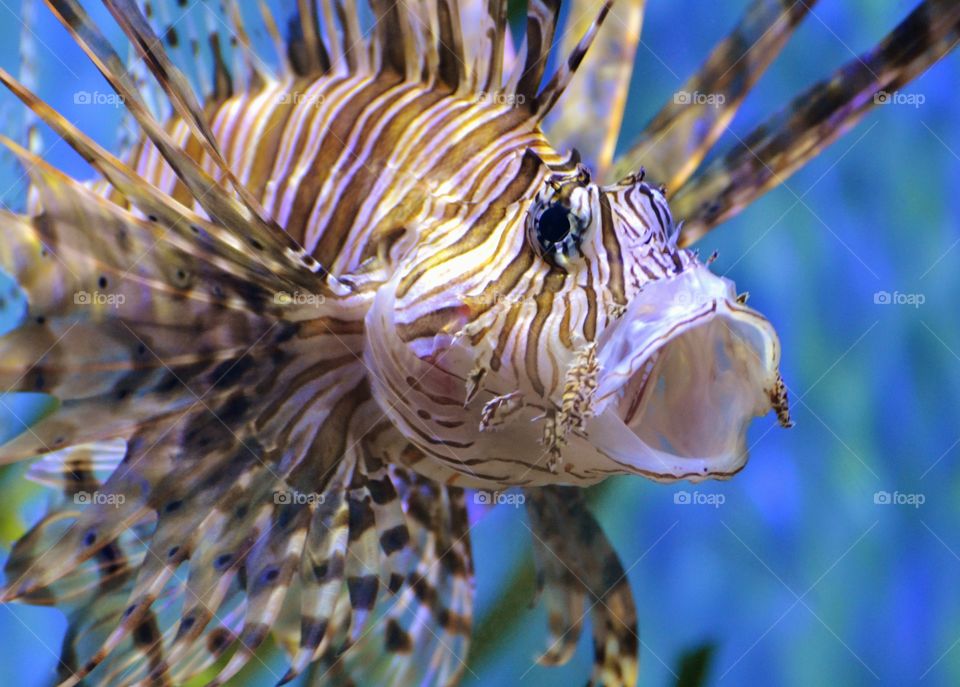 Scorpionfish / Lionfish