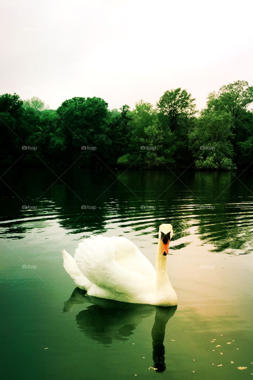 Swan of Lady Bird Lake