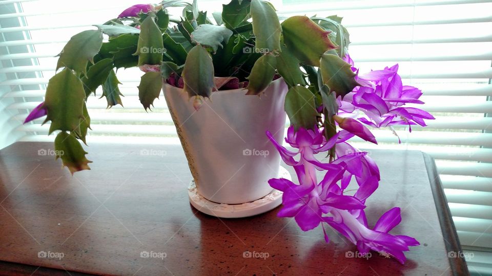 blooming indoor house plant back light fuchsia green leaves pot