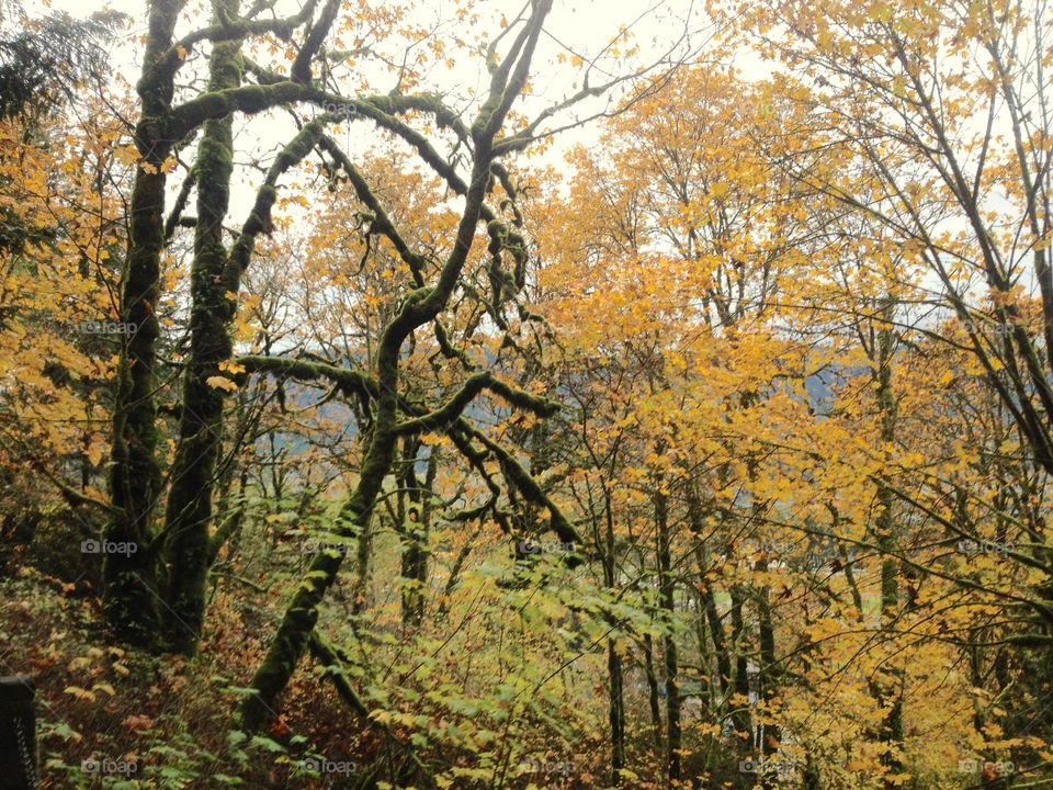 Fall, Tree, Wood, Leaf, Landscape